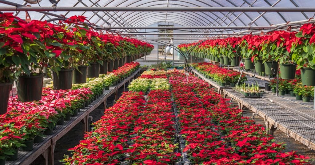 Abundant poinsettias in a greenhouse providing a burst of color and holiday spirit.