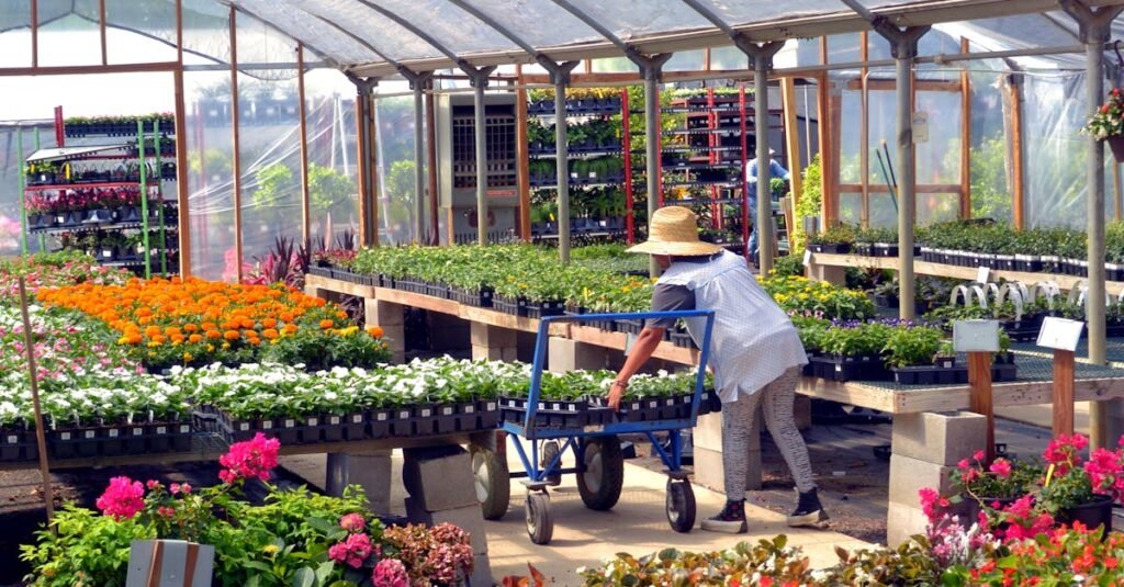 A gardener works among vibrant flowers in a Bullard, Texas greenhouse, showcasing spring blooms.